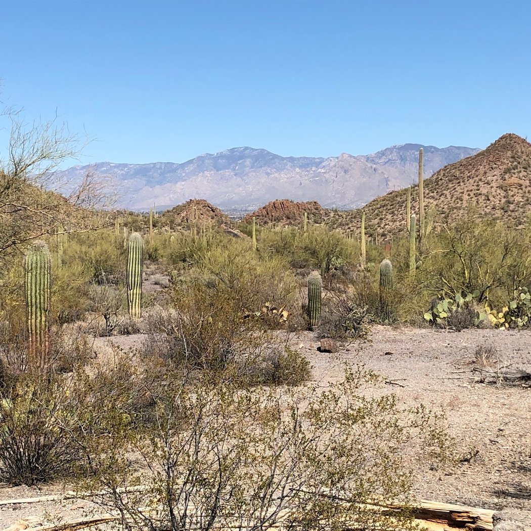 Saguaro National Park West 2
