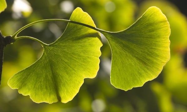 Scea Arboretum 1