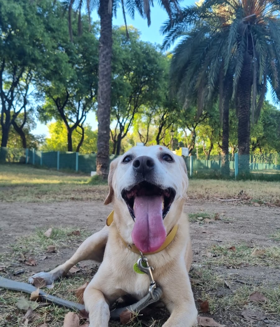 para perros Park 1
