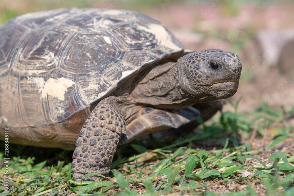 Life Explorers Series: The Gopher Tortoise 1