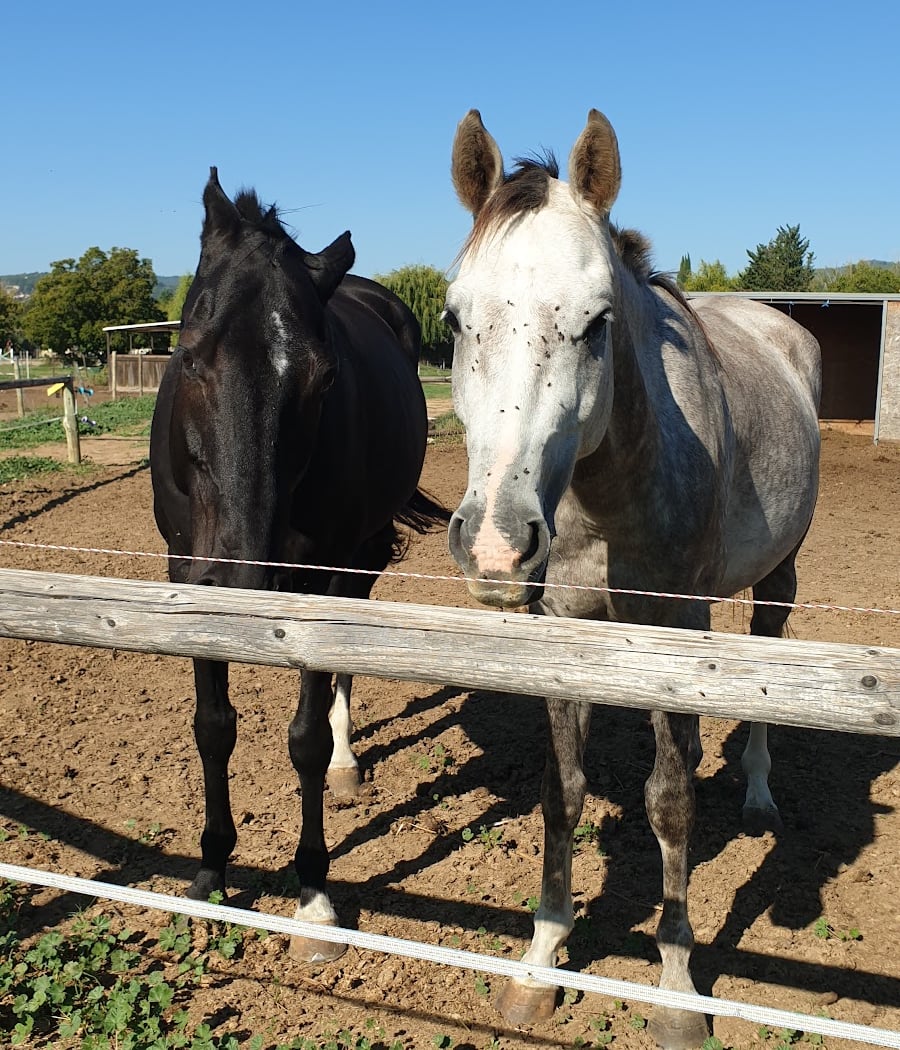 Equestrian Center Le Pilon 2
