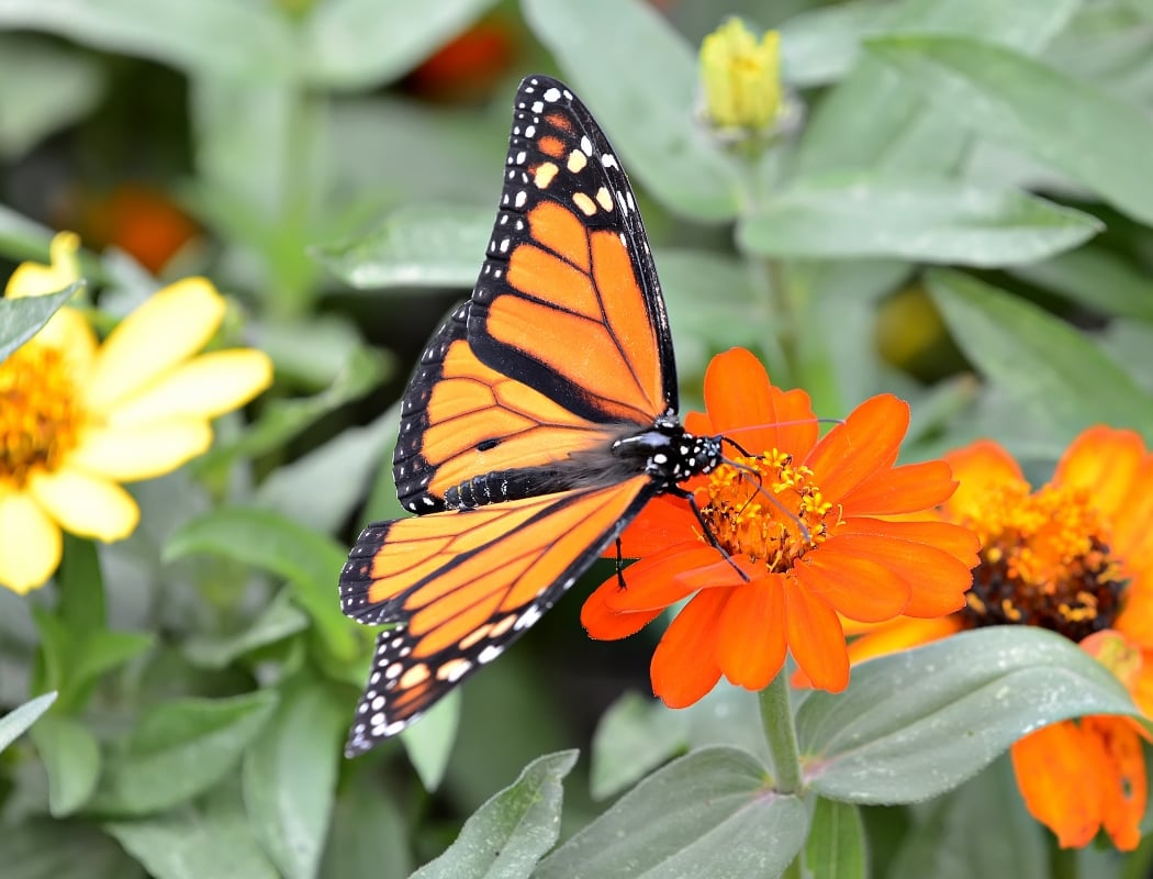 Knee High Naturalist: Nature’s Treasures 1