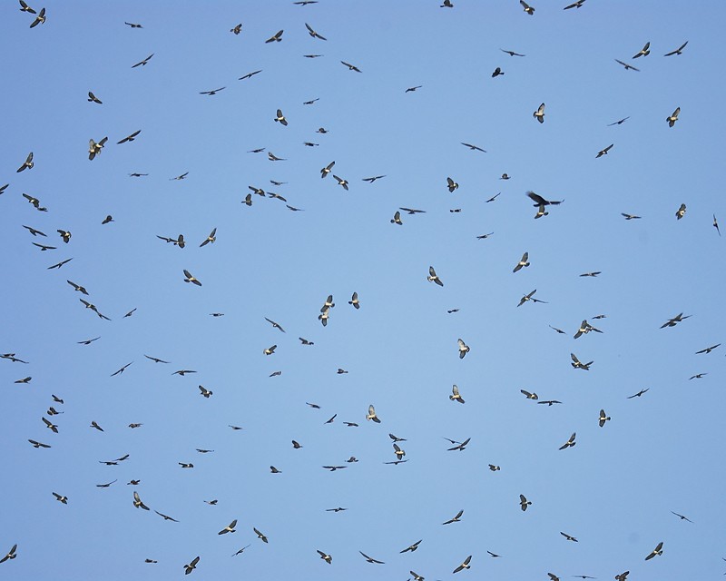 Smith Point Hawk Watch 1