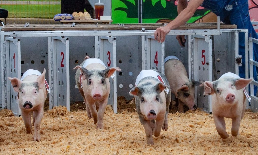 Mid-South Fair 3