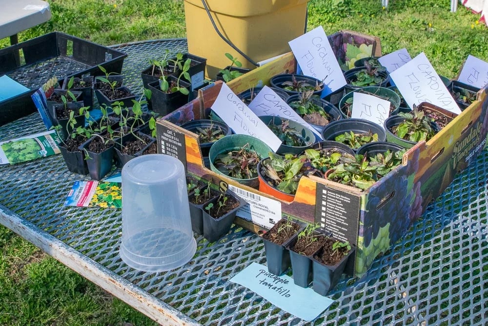 Al-Hadiqa Plant Swap 2