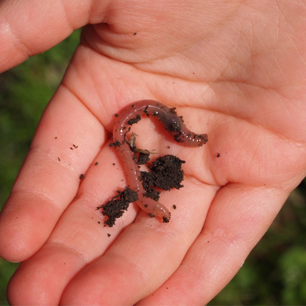 Bug Buddies: Earthworms 1
