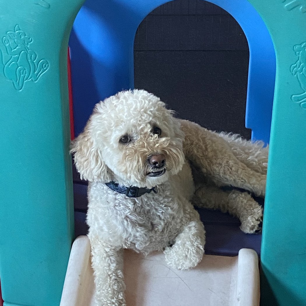 We Love Dogs! Daycare 1