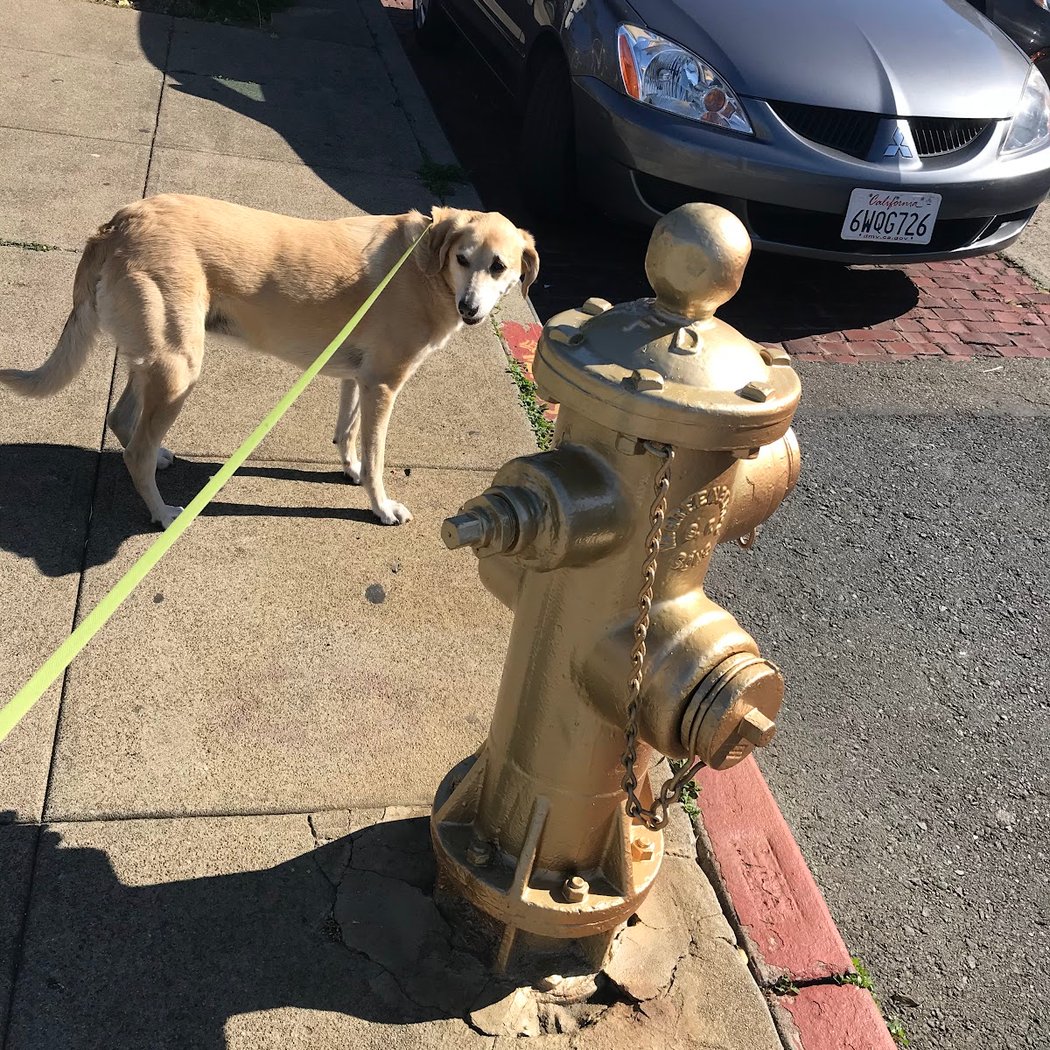 Golden Fire Hydrant Annual Celebration 3