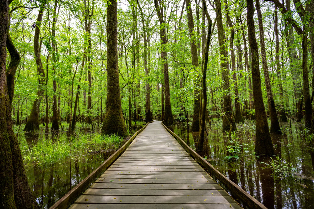 Congaree National Park 1
