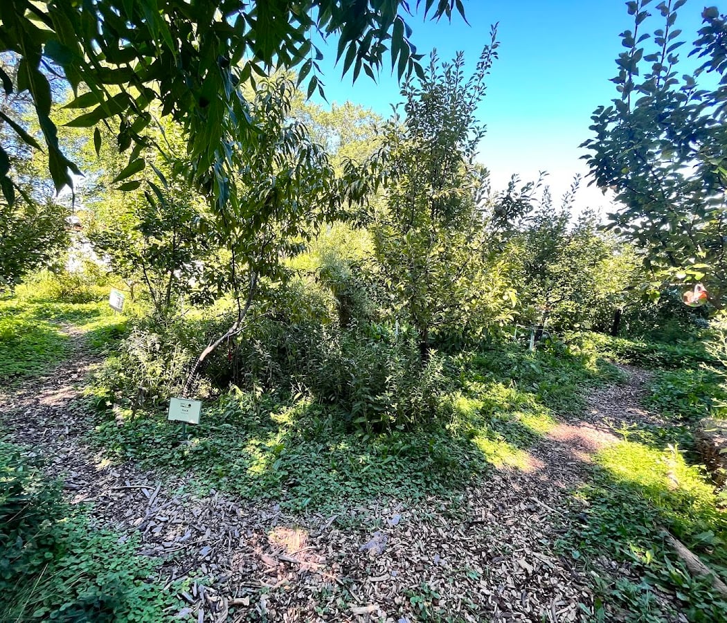 Eggleston Park Food Forest 1