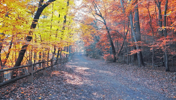 Shaded Walk on Forbidden Drive 1