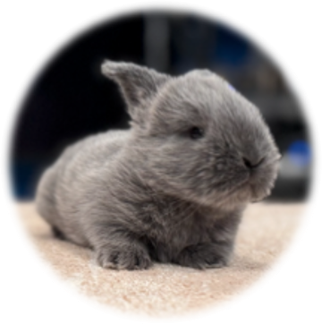 Meet the Small Pets 1