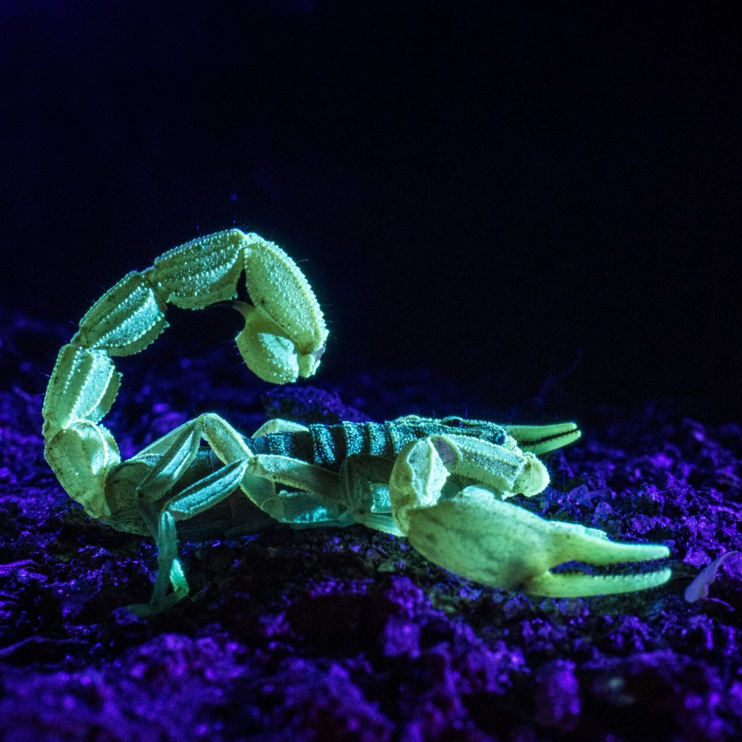 Scorpion Safari 2