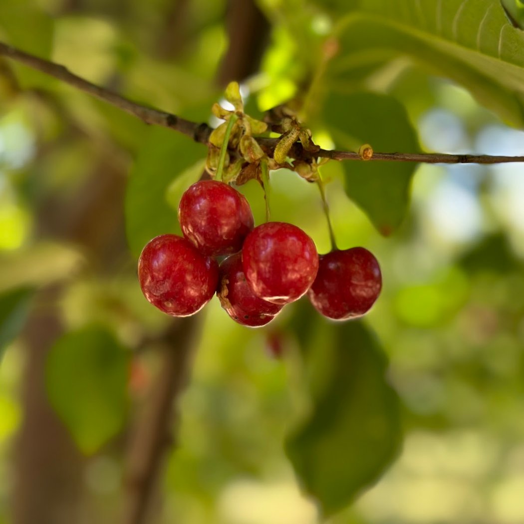Dwelley Organic U-pick Cherries 1