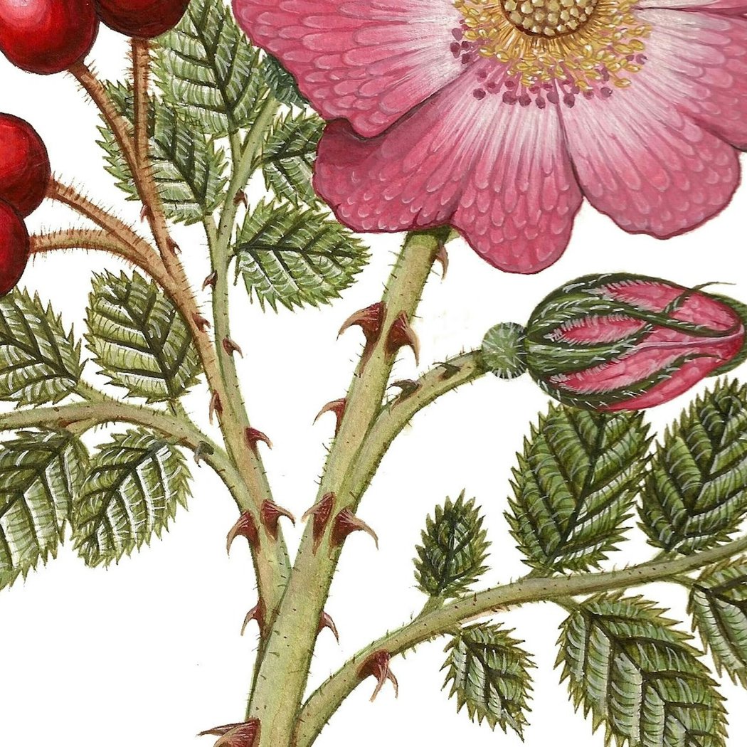 Opening Reception: Honoring Our Relatives: Amah Mutsun Botanical Illustrations 1