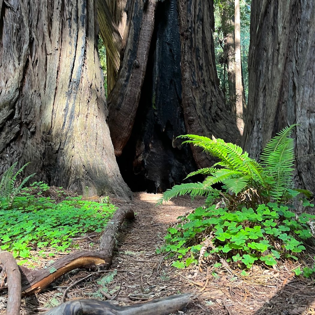 Hillside Trail 3