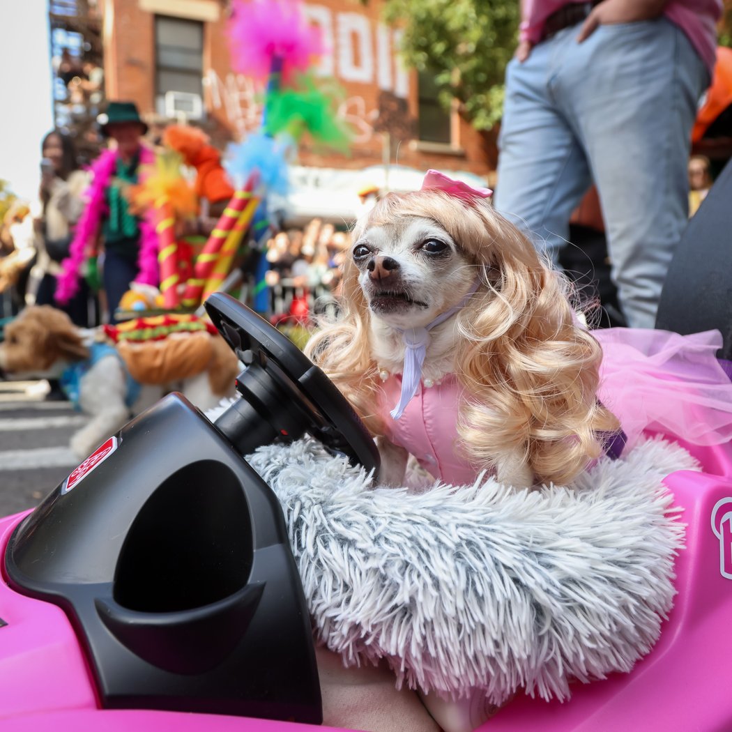 Halloween Dog Parade 4
