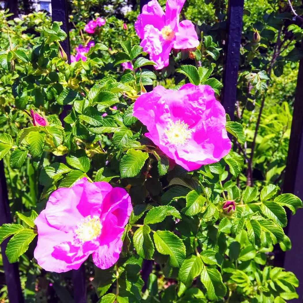 Butterfly Gardens 4