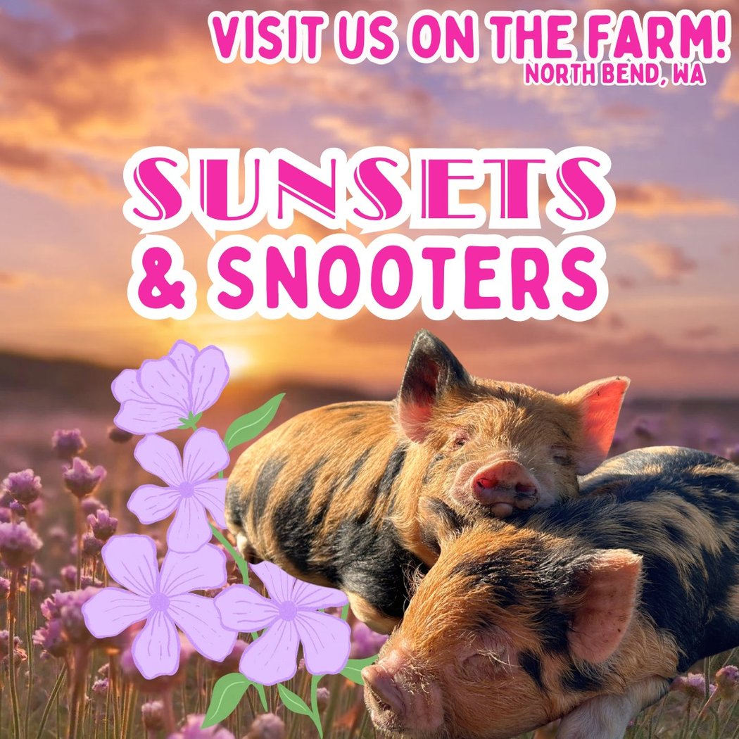 Sunsets & Snooters 1