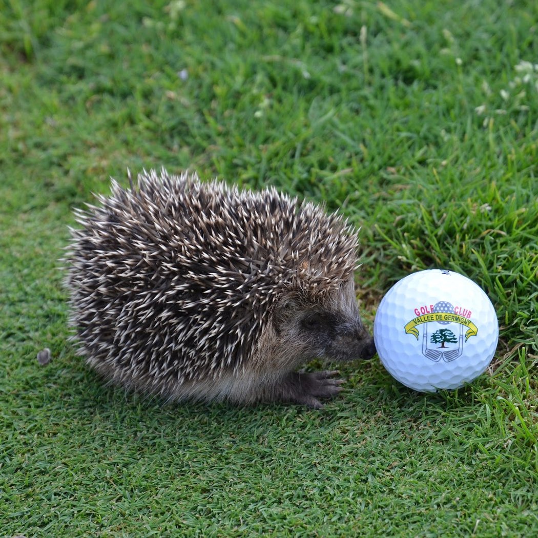 Golf Club Vallée De Germigny 1