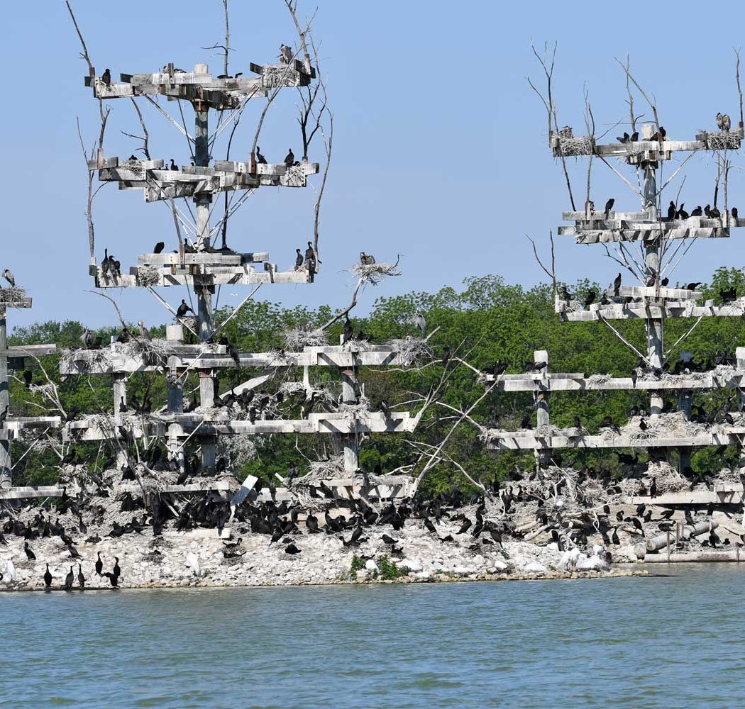 Lake Renwick Migratory Bird Viewing 2