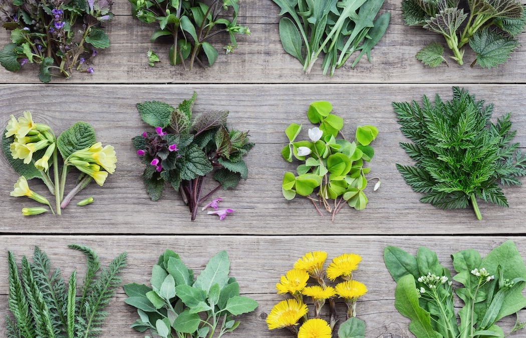 Summer Foraging Walk 3