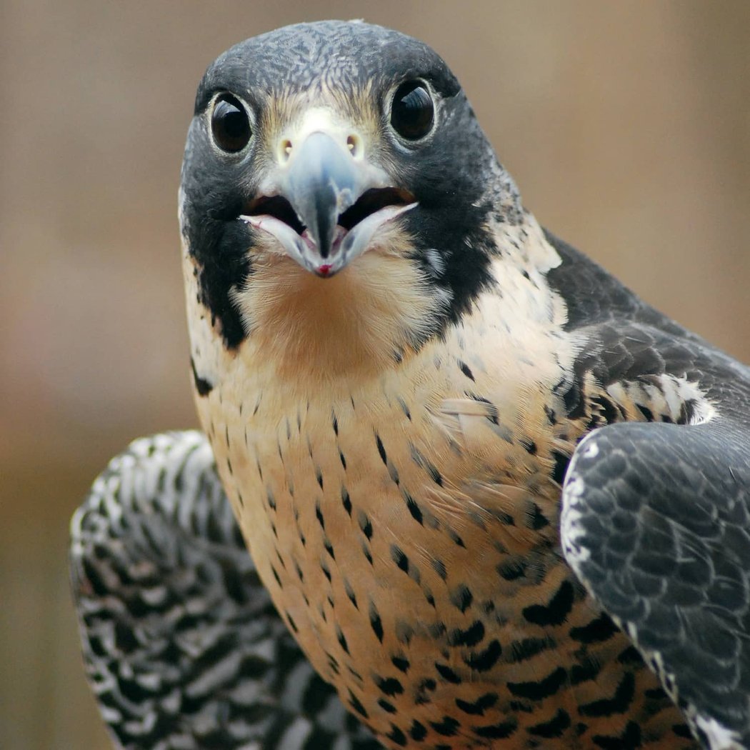 Glen Helen Raptor Center 1
