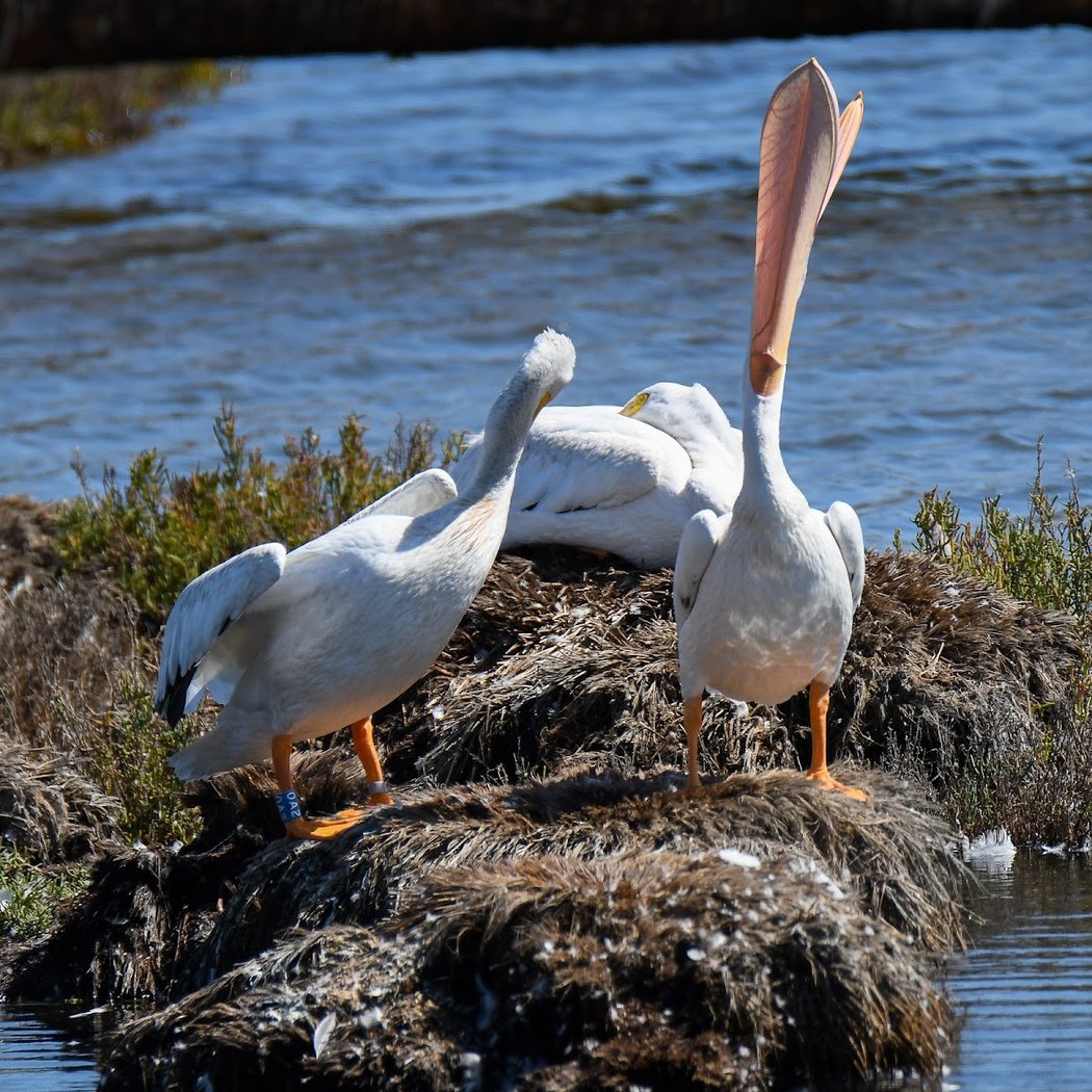 Beginner Birder Workshop 1