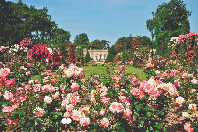 International Competition of New Roses