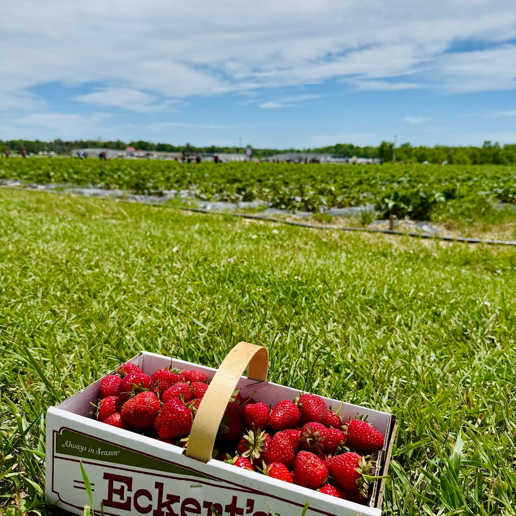 Eckert's Pick Your Own Belleville Farm 1