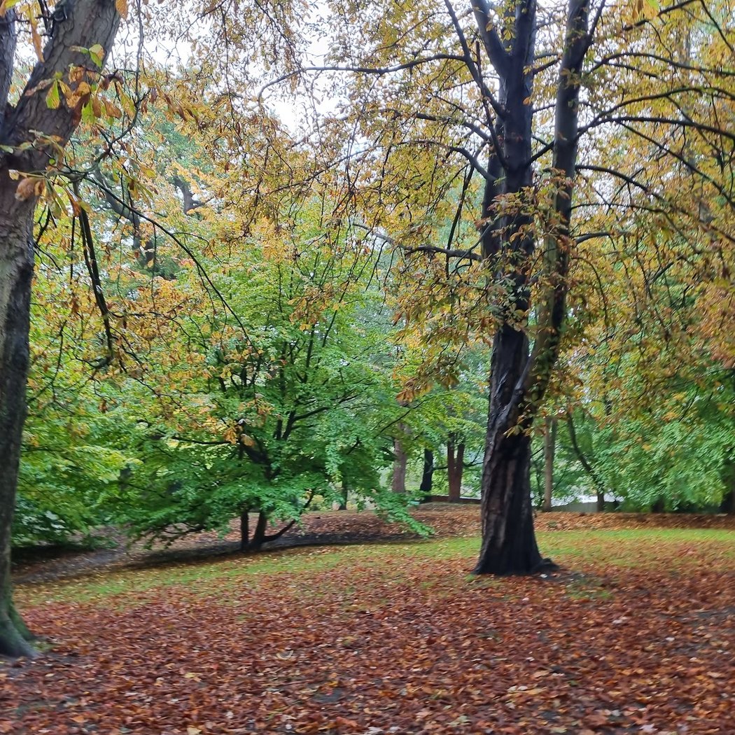 Cannizaro Park 3