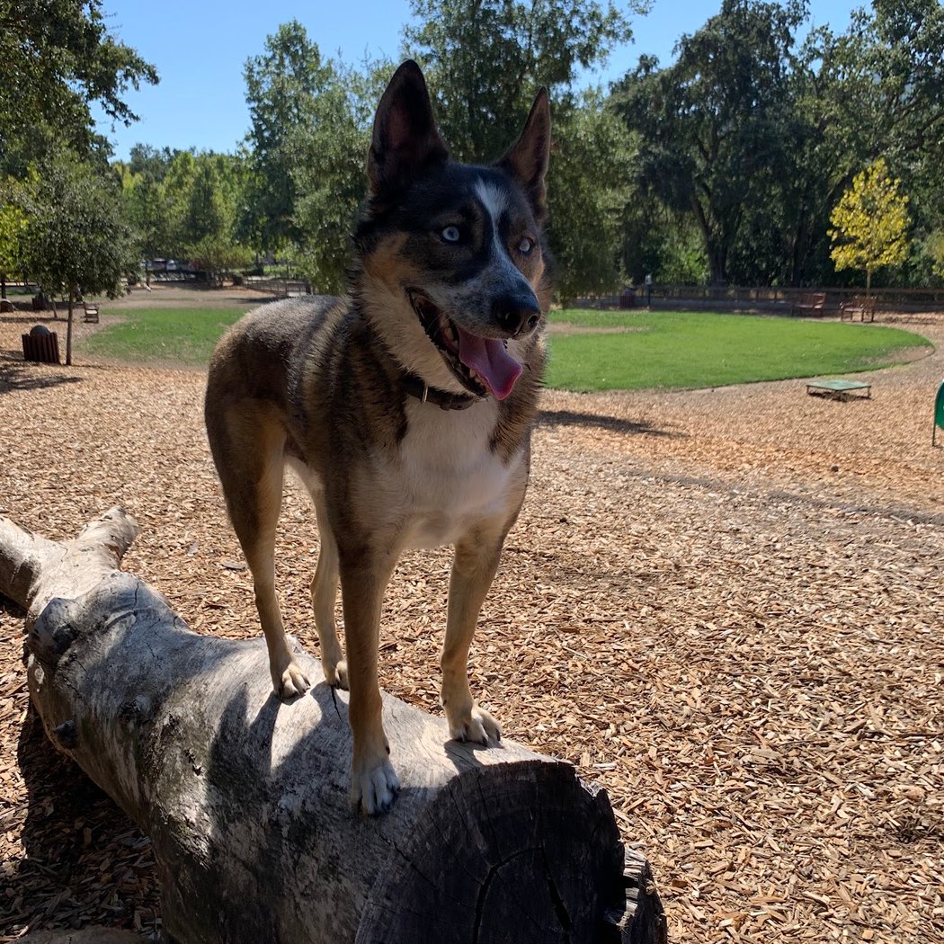 Hap Magee Ranch Dog Park 1