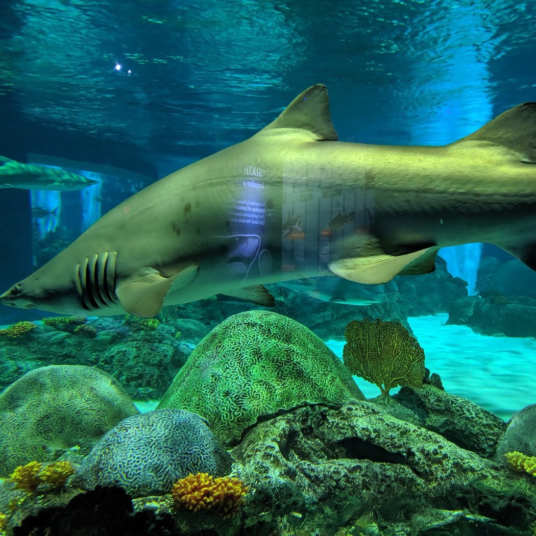 OdySea Aquarium Happy Hour 2