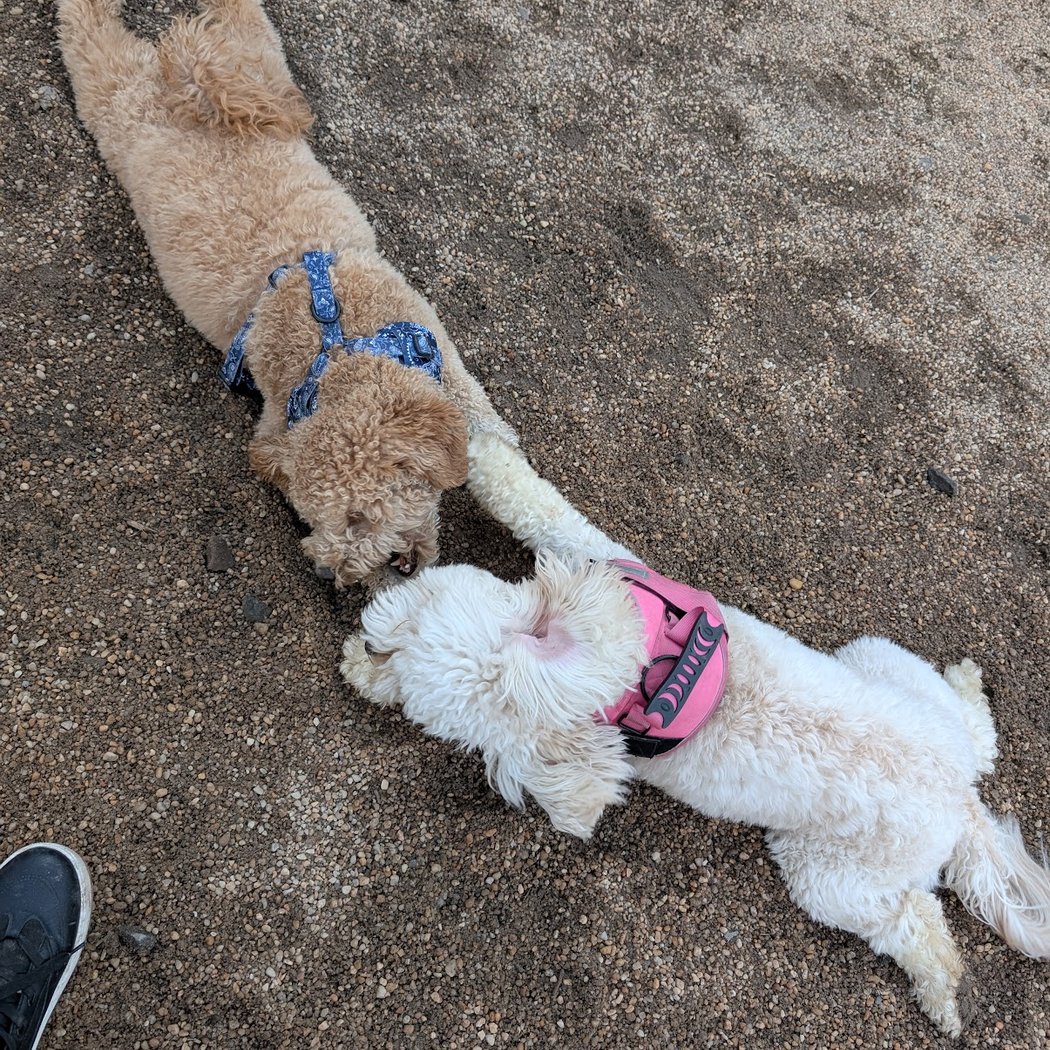 Bull Moose Dog Run 2