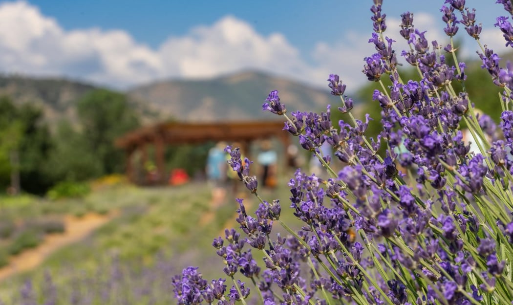 Lavender Festival 1
