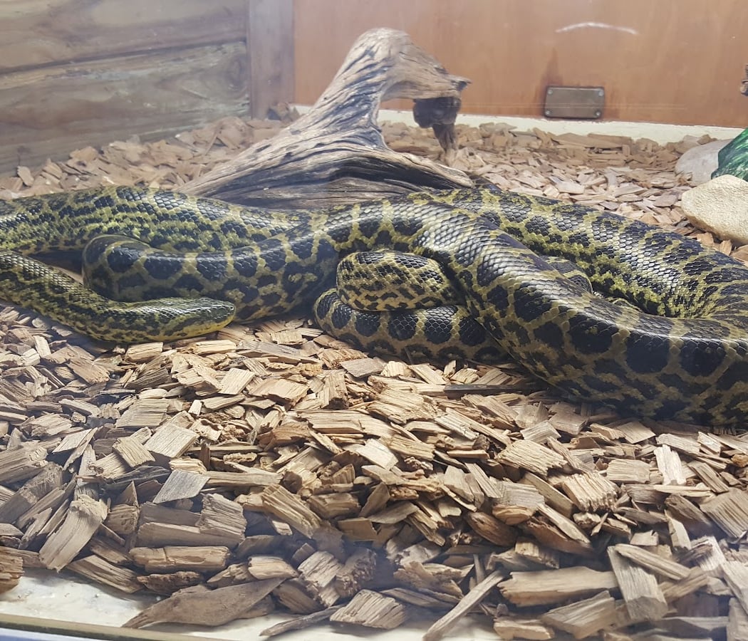Reptiland 2