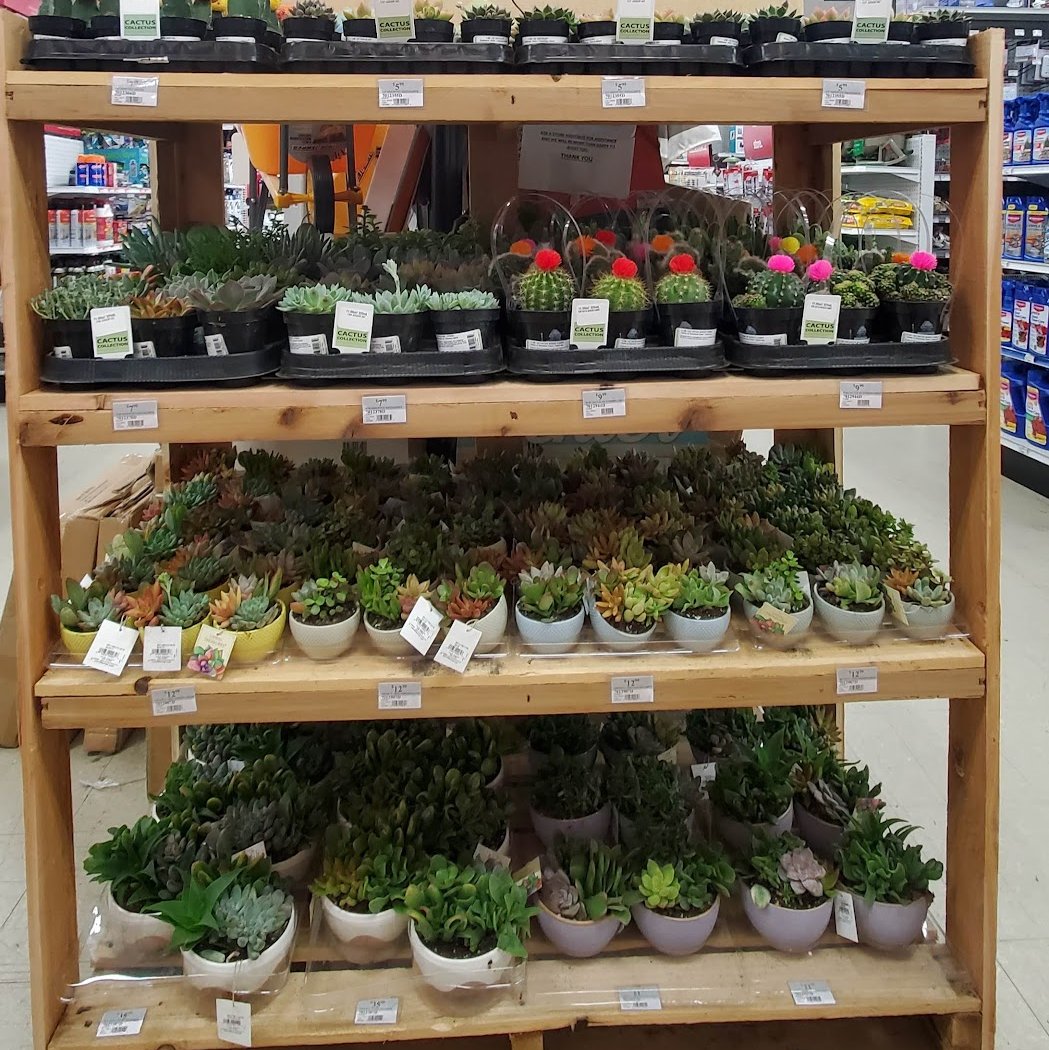 Suisun Ace Hardware 1