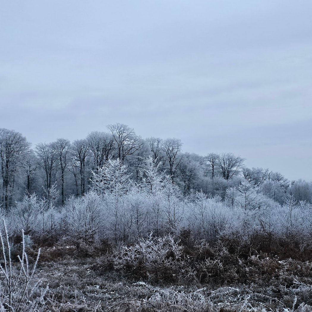 Forêt d'Ecouves 3