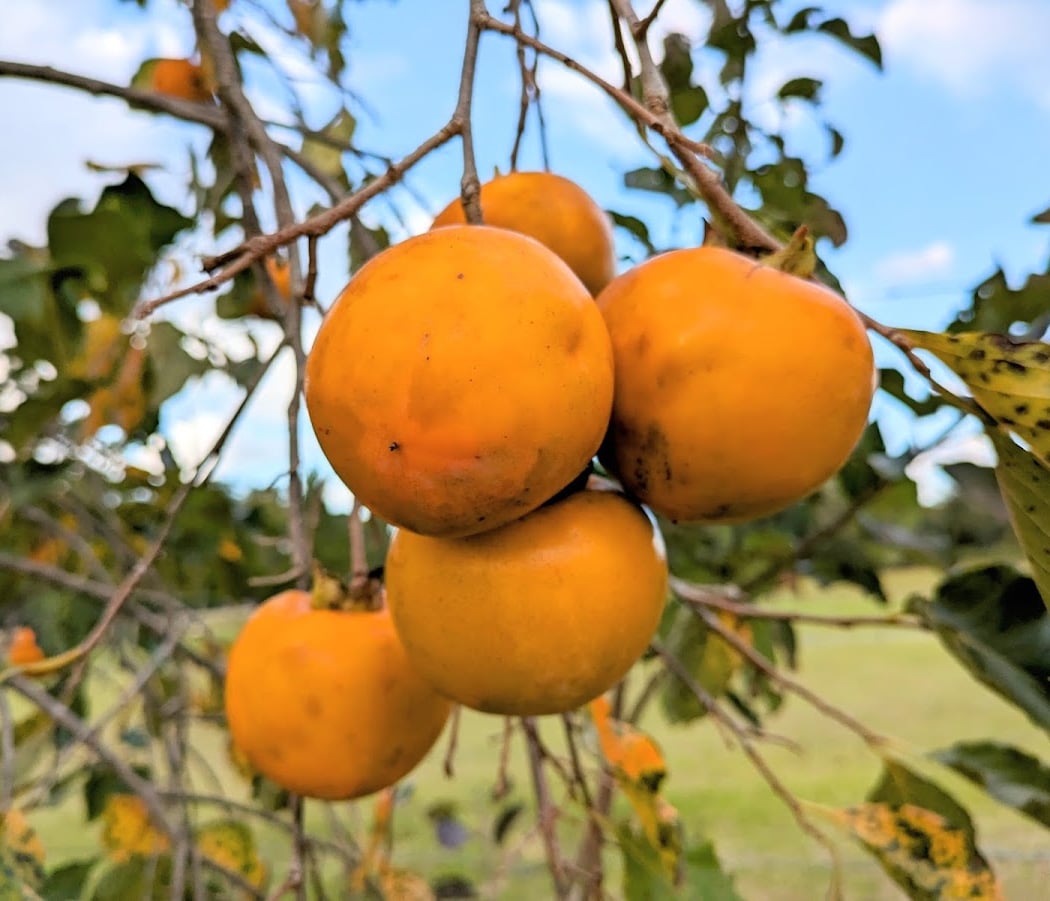Persimmon U-Pick 1