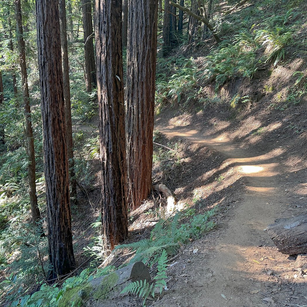 Reinhardt Redwood Regional Park 4