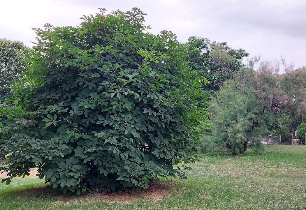 Parc Georges-Clemenceau 1