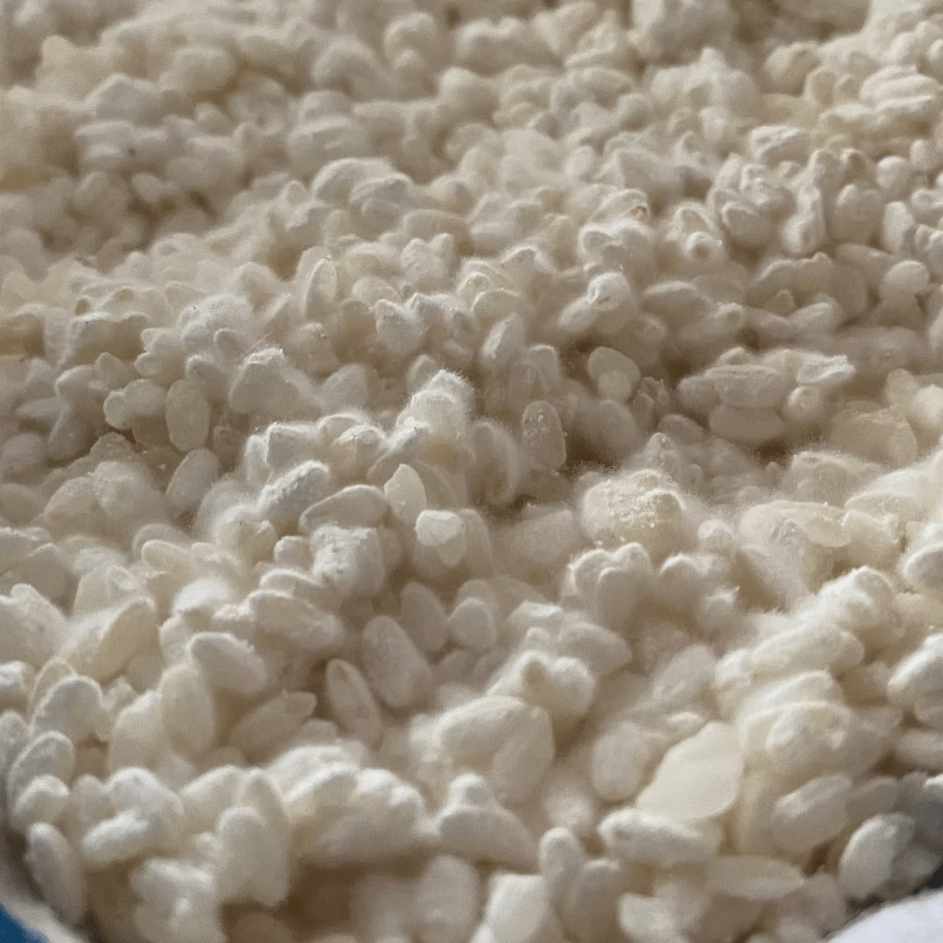 Koji Fermentation 1