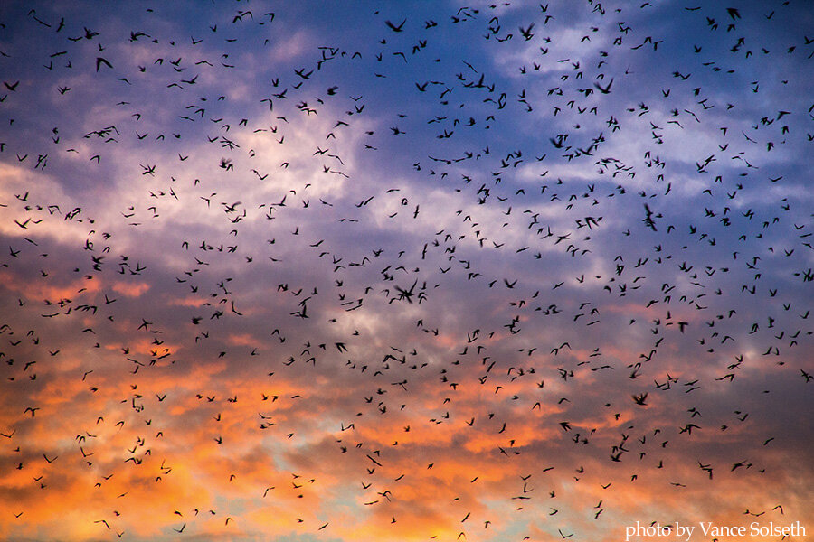 Purple Martin Watch Party 1