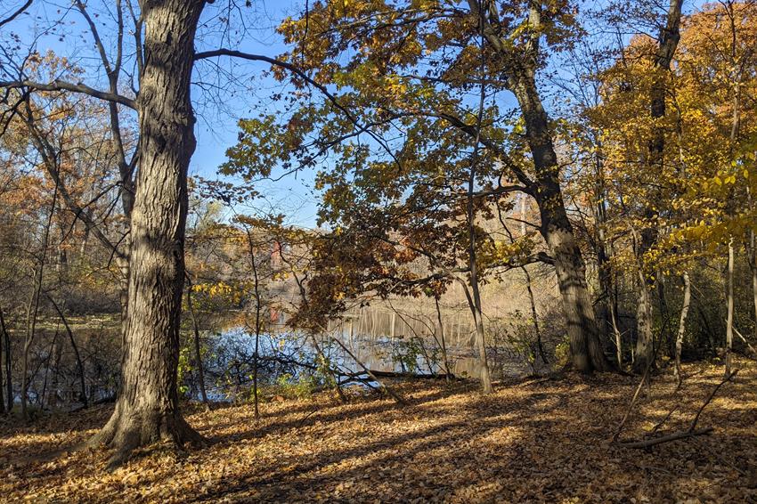 Oakwoods Nature Area 2