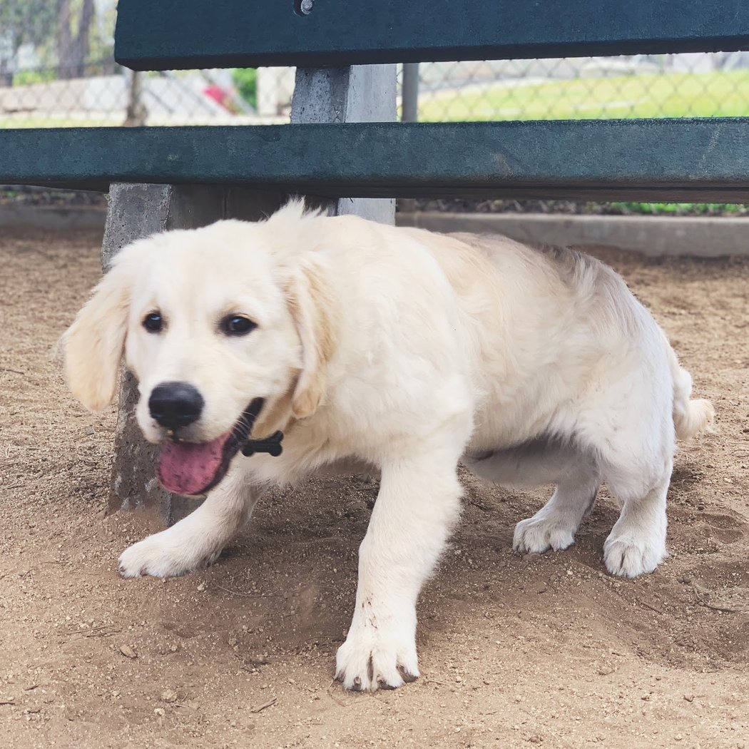 Herb Katz Dog Park 1