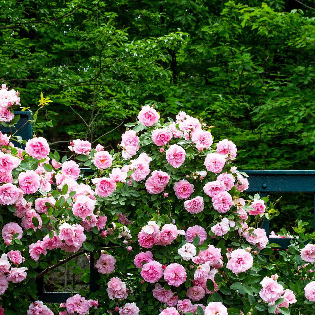 Rose Garden Tour 1