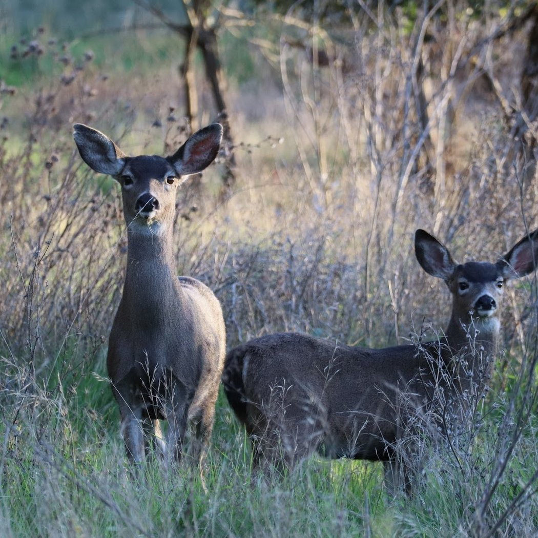 Stivers Lagoon Nature Area 1