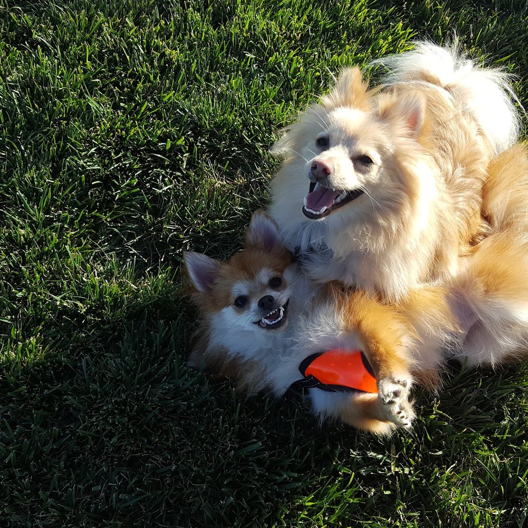 Dakota (Dog) Park 1