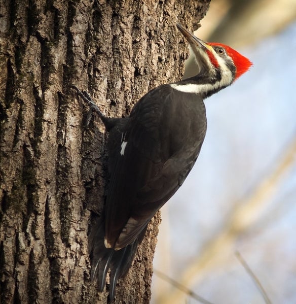 North Pond Wednesday Bird Walks 2