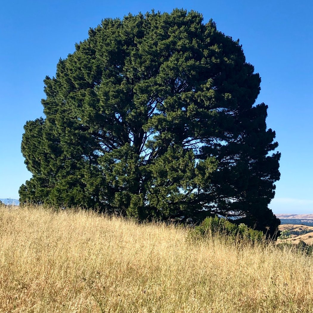 Tree Of Life 3